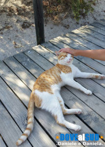 Gatto sulla passerella del parcheggio