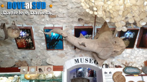 Museo Malacologico